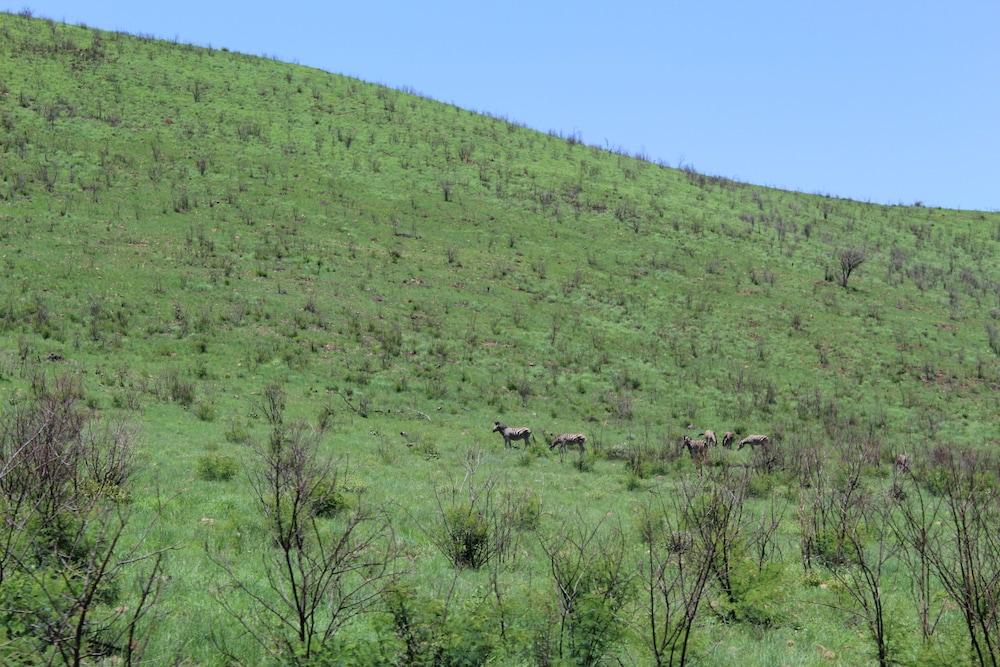 Tshukudu Bush Lodge Ledig Zewnętrze zdjęcie