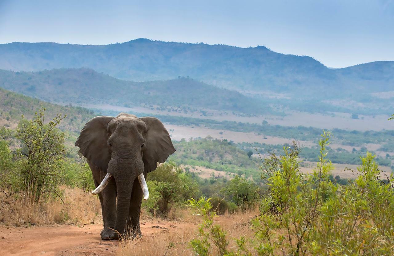 Tshukudu Bush Lodge Ledig Zewnętrze zdjęcie